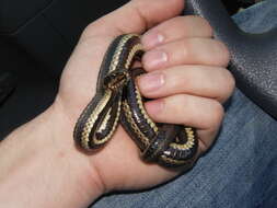 Image of Atlantic Salt Marsh Snake