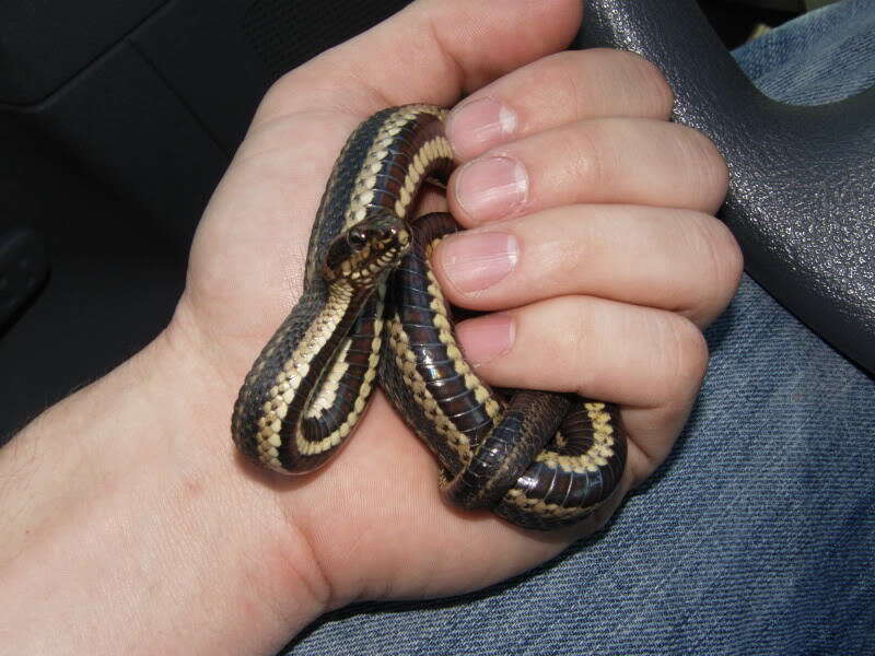 Image of Atlantic Salt Marsh Snake