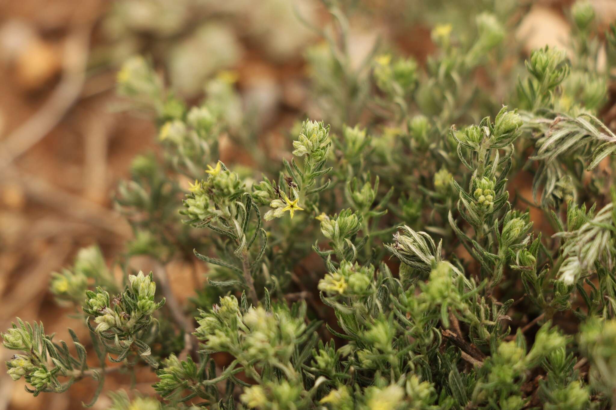 Image of slimleaf heliotrope