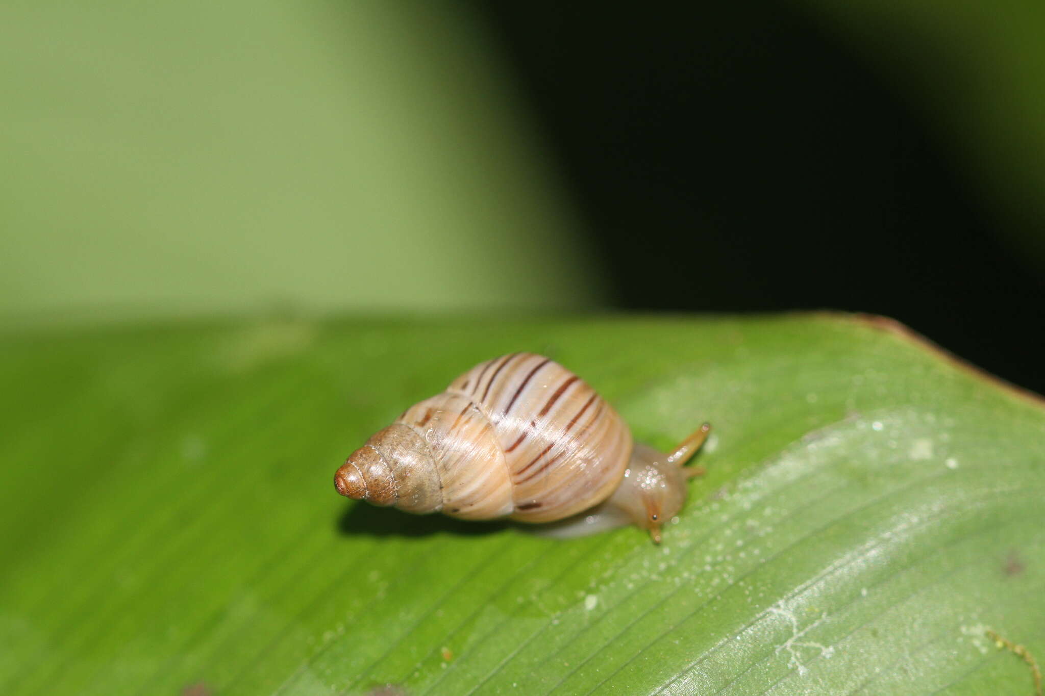 Image of Leiostracus demerarensis