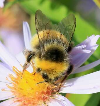 Image of White-tailed bumblebee