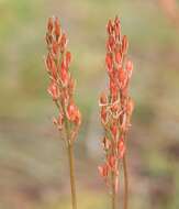 Image of Bog asphodel