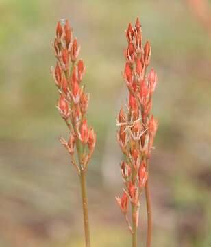 Image of Bog asphodel