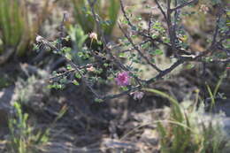 Image de Mimosa zygophylla A. Gray