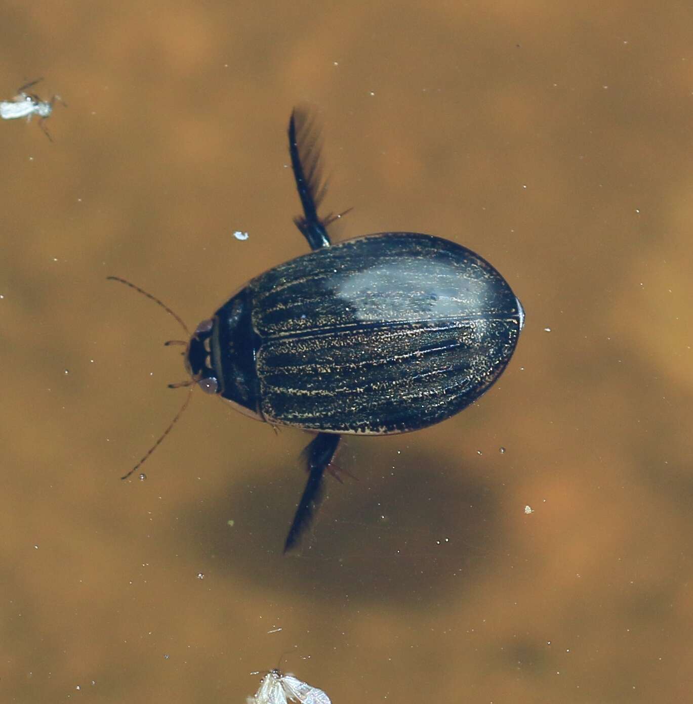 Image of Grooved Diving Beetle