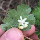 Image of inland gooseberry