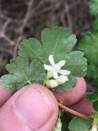 Image of inland gooseberry