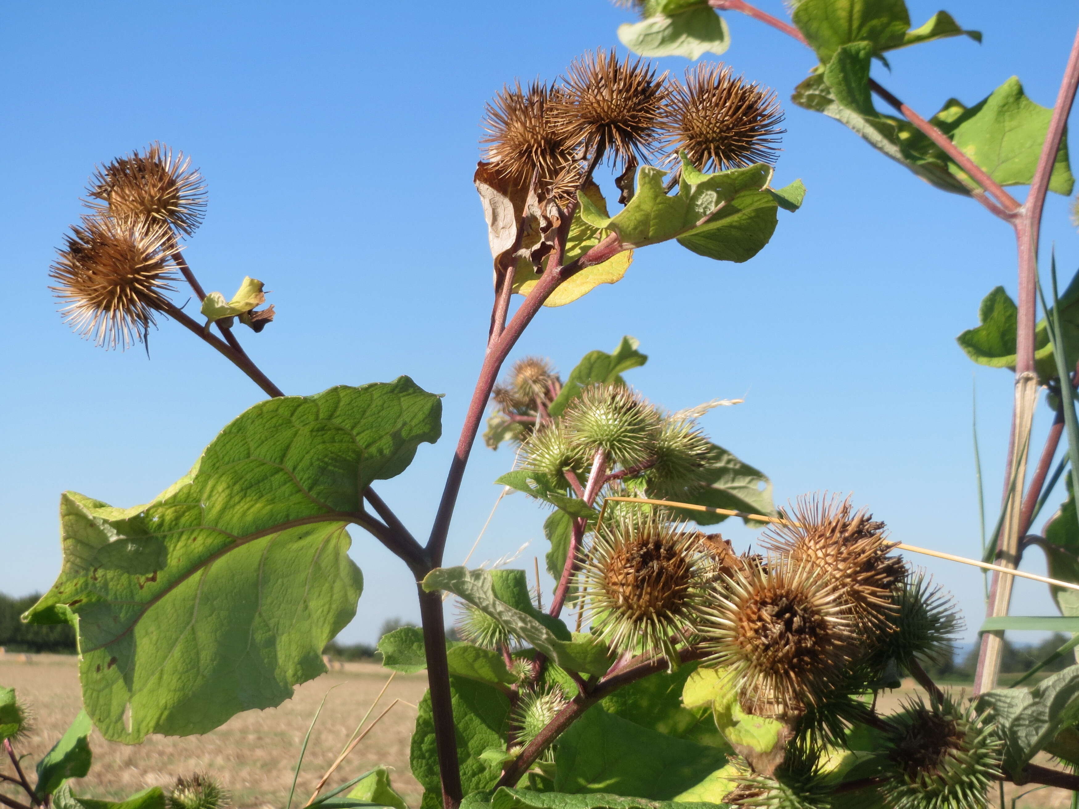 Image of greater burdock