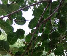 Ficus cotinifolia Kunth的圖片