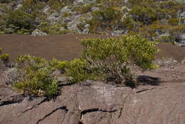 Слика од Acacia heterophylla (Lam.) Willd.