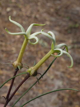 Image of Orthanthera gossweileri C. Norman