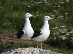 Image of Larus fuscus intermedius Schiøler 1922