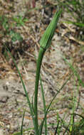 Image of yellow salsify