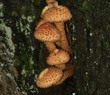 Pholiota squarrosa (Vahl) P. Kumm. 1871 resmi