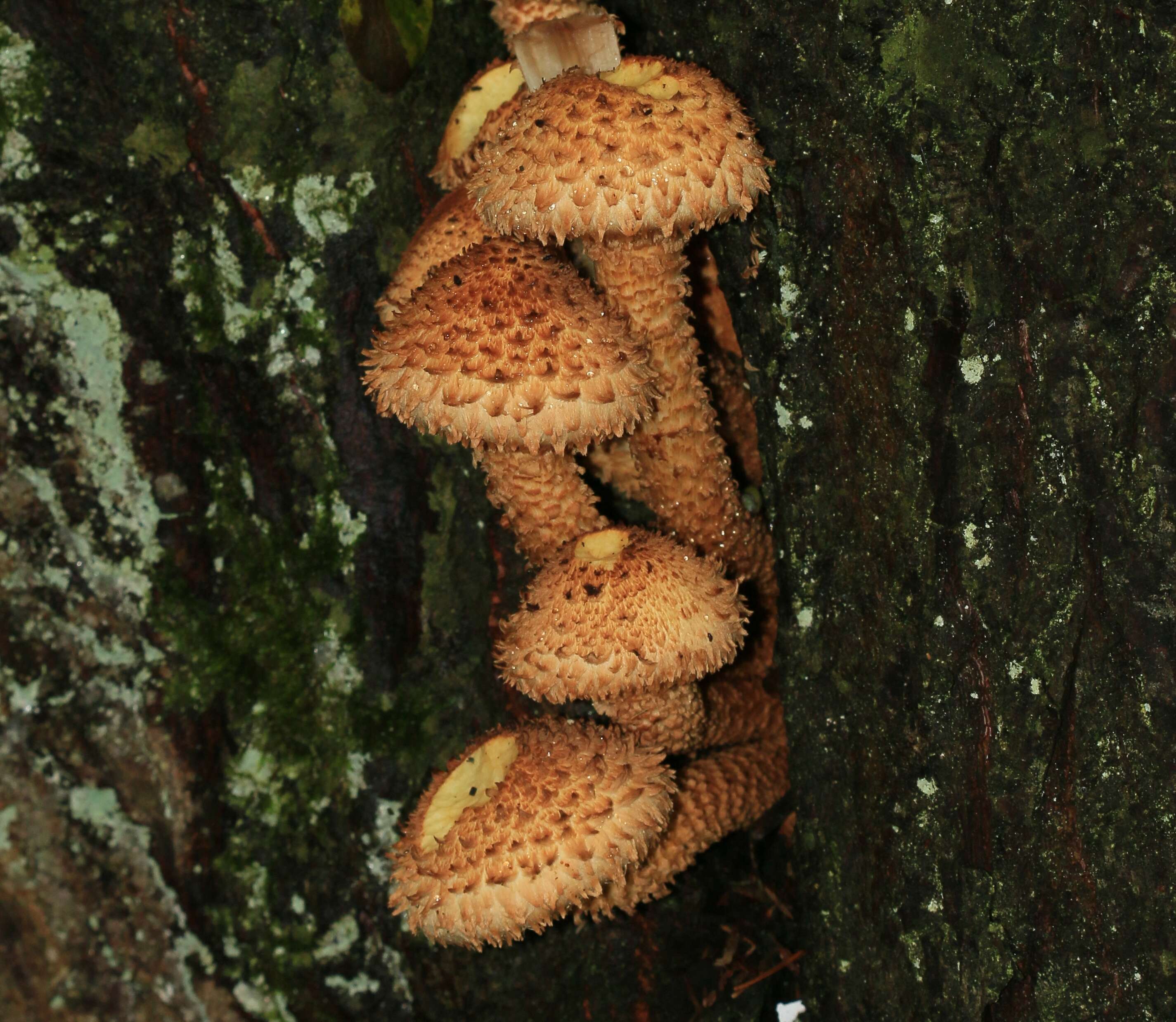 Pholiota squarrosa (Vahl) P. Kumm. 1871 resmi