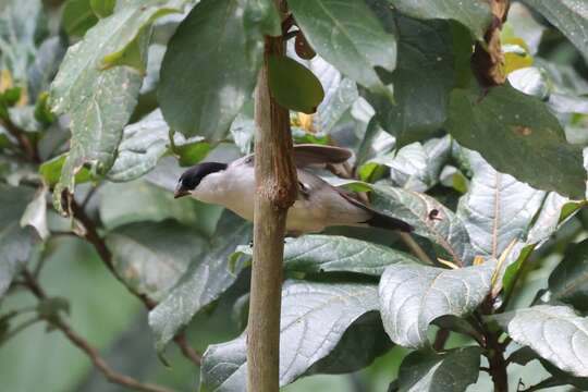 Estrilda nonnula nonnula Hartlaub 1883的圖片