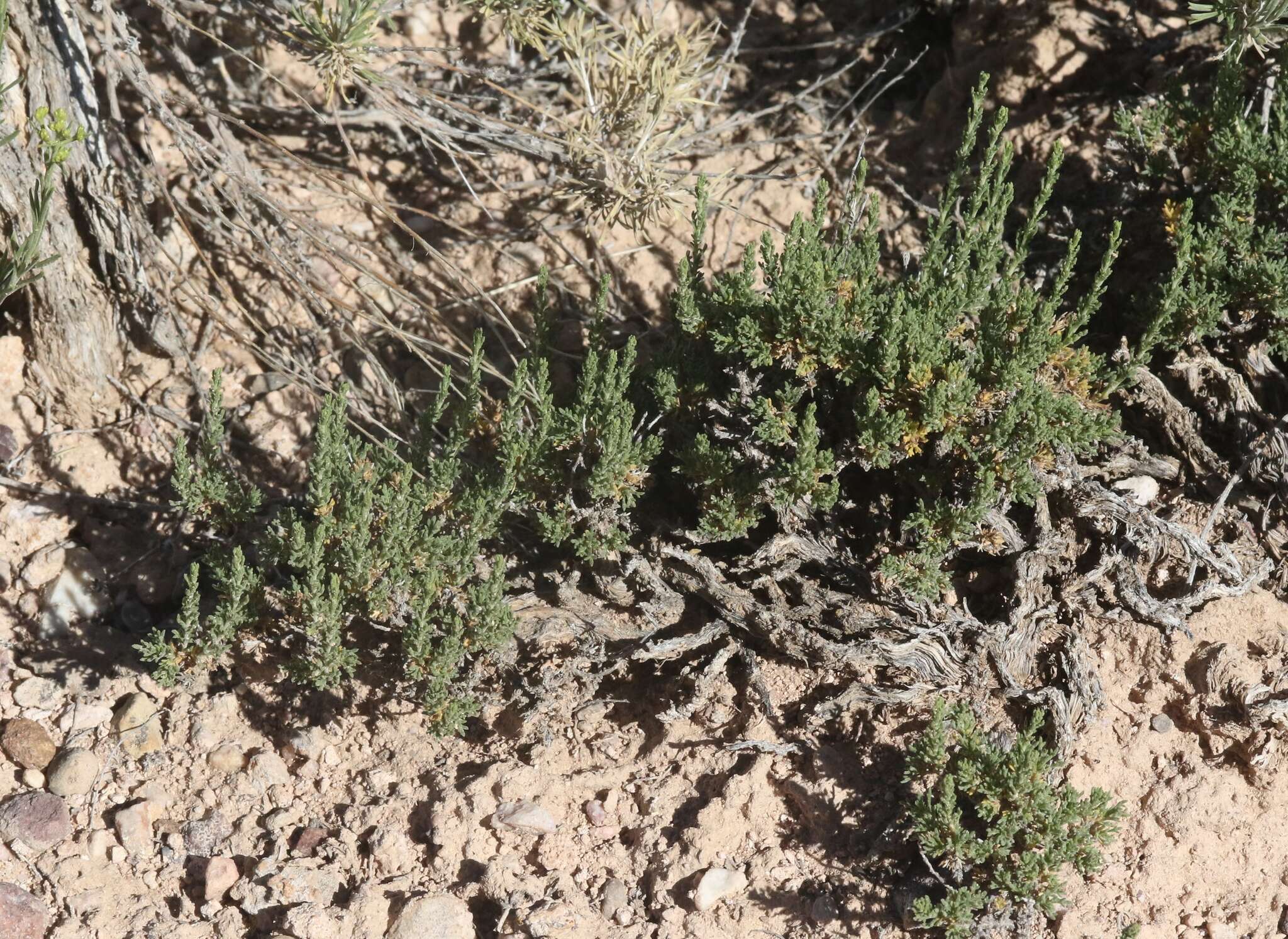 Imagem de Artemisia pygmaea A. Gray