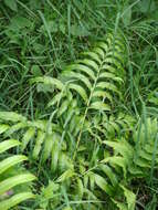 Pteris pulchra Schltdl. & Cham. resmi