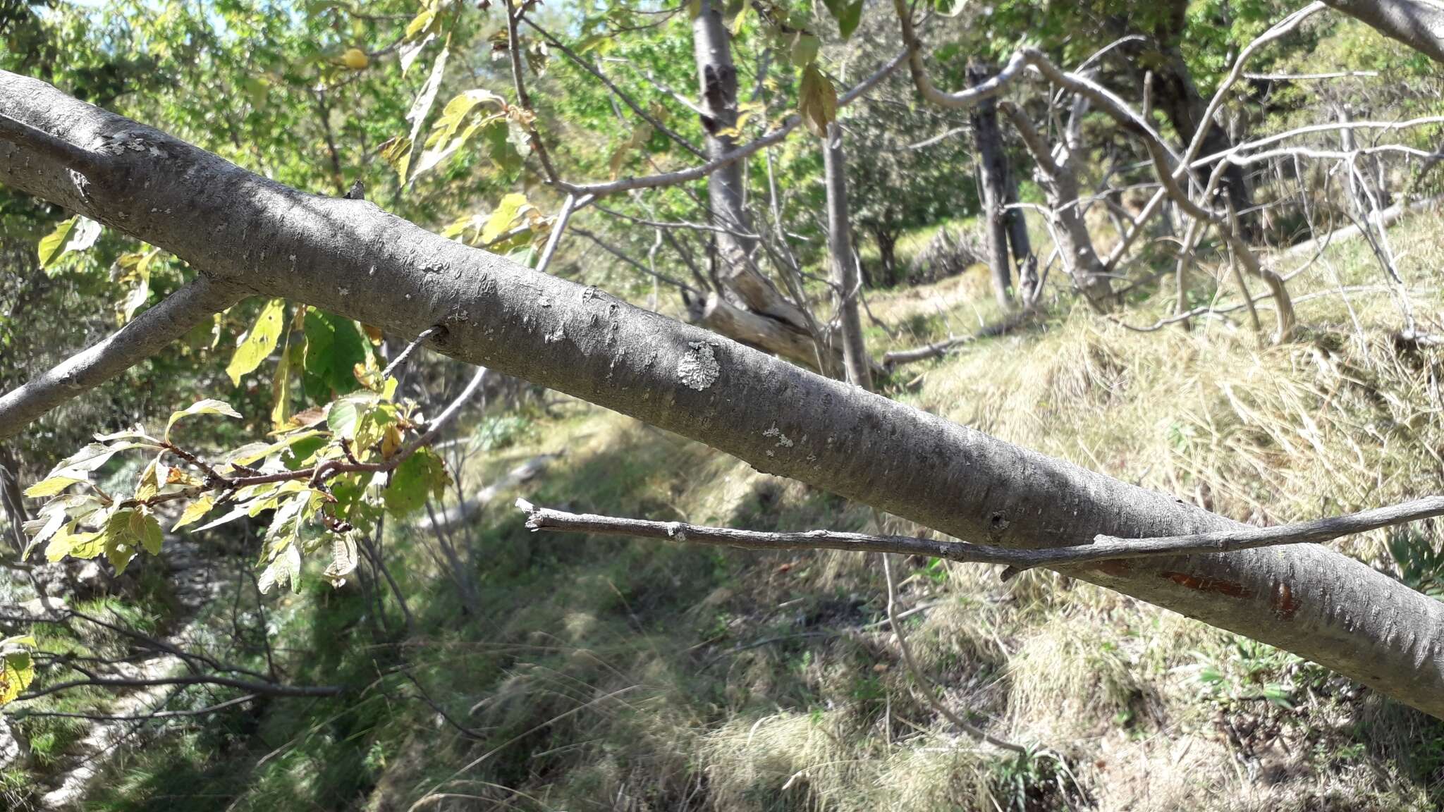 Plancia ëd Prunus brigantina Vill.