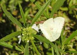 Image of Catopsilia pyranthe (Linnaeus 1758)