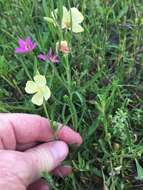 Image of Spach's evening primrose