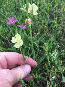 Oenothera spachiana Torr. & Gray的圖片