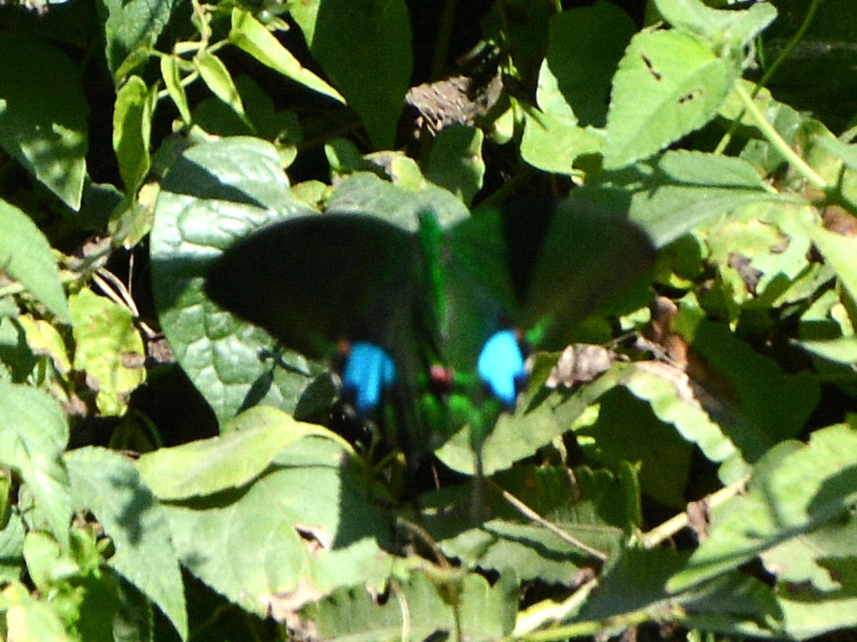 Image of Papilio paris Linnaeus 1758