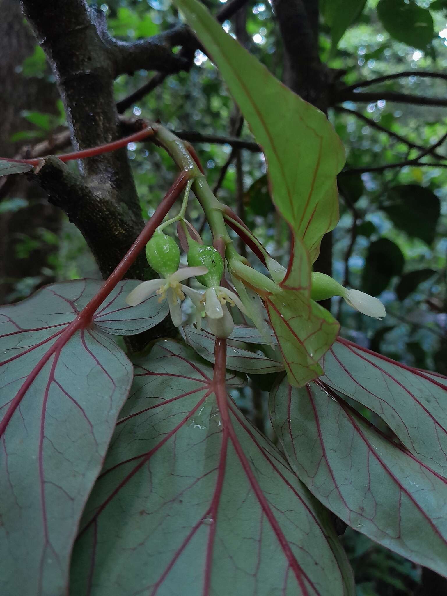 Image of Begonia humbertii Keraudren