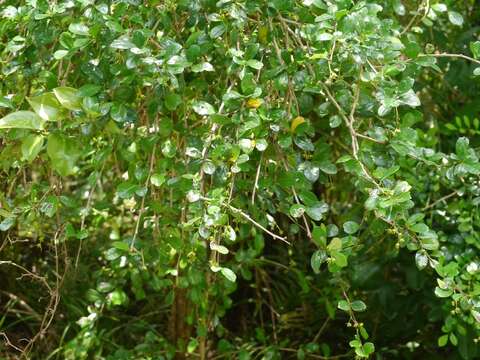 Image of Scorpion-Bush