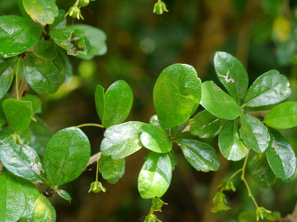 Image of Scorpion-Bush