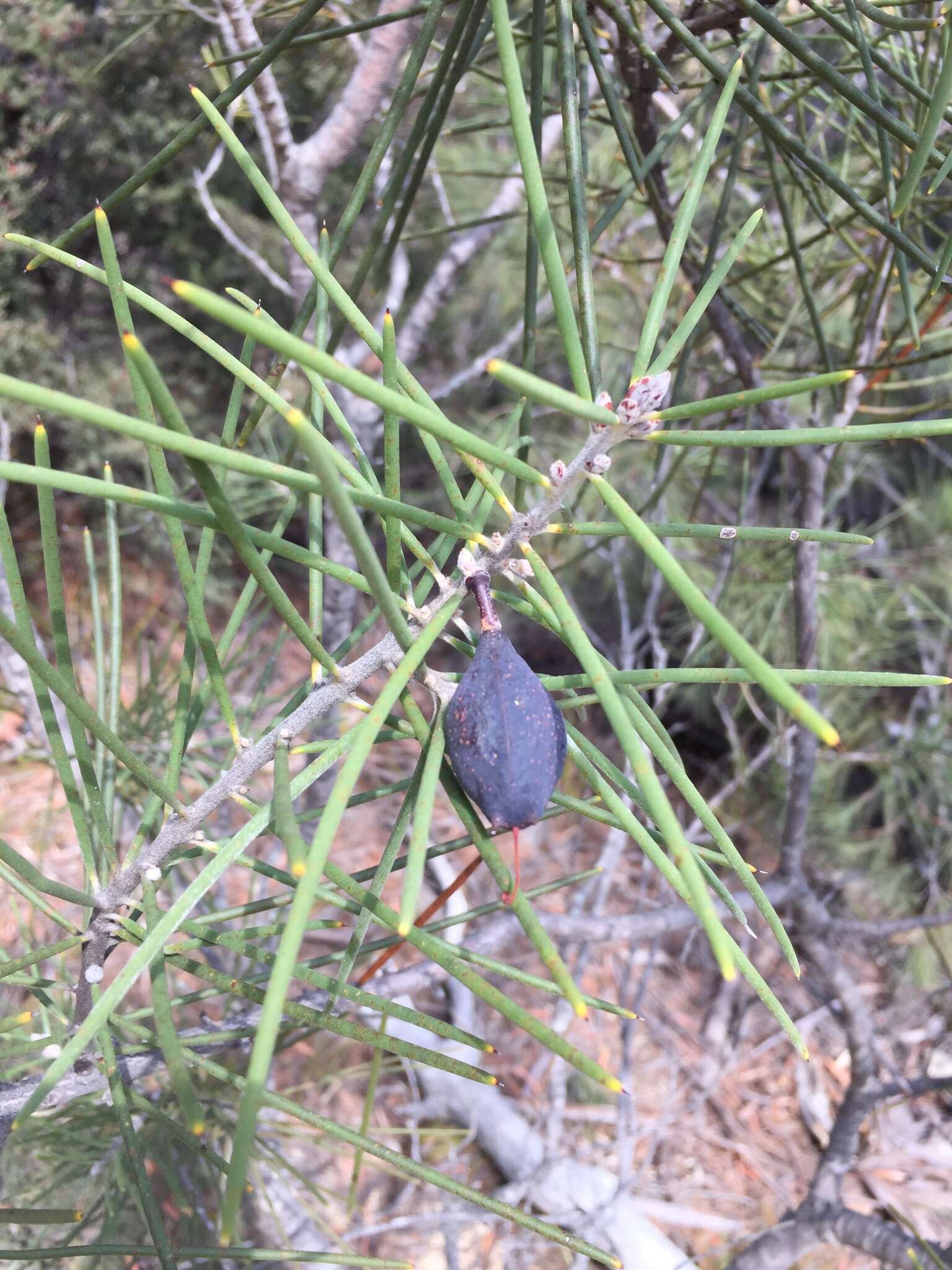 Image of Hakea lissosperma R. Br.