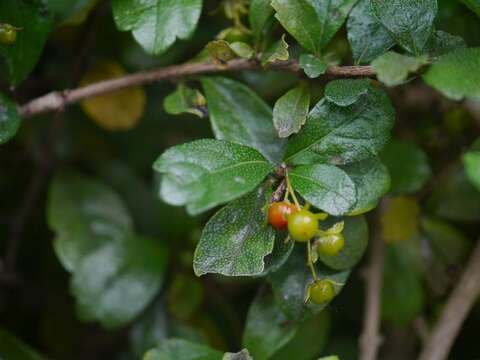 Image of Scorpion-Bush