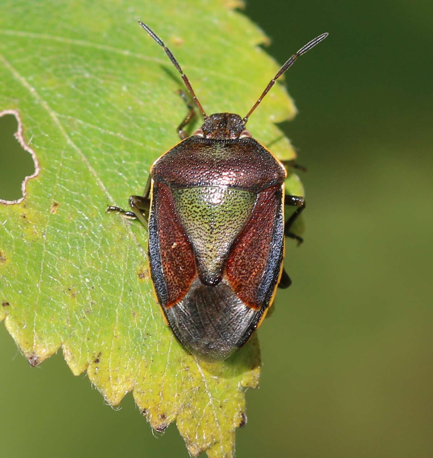 Image of Piezodorus lituratus (Fabricius 1794)