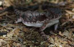 Image of Regal Horned Lizard
