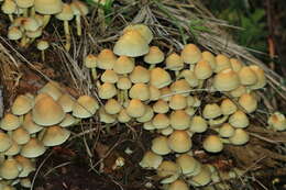 Image of Hypholoma fasciculare (Huds.) P. Kumm. 1871