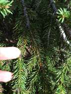 Image of eastern dwarf mistletoe