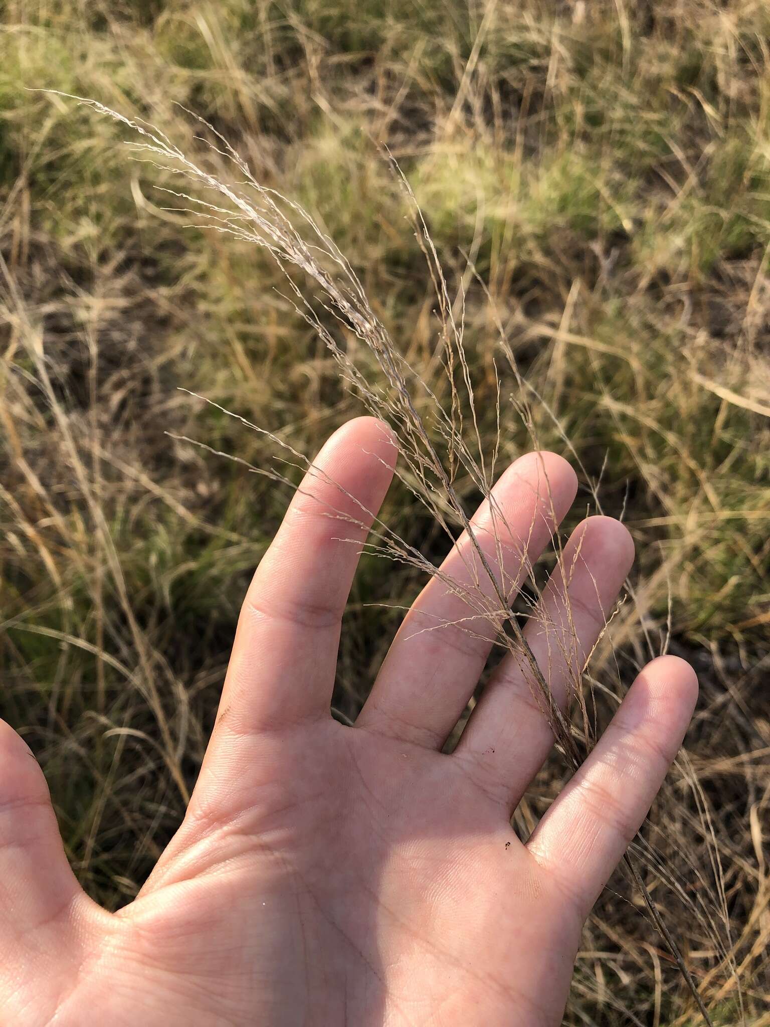 Image of Long-Leaf Cut-Throat Grass