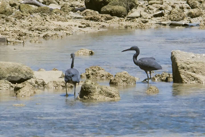 Image de Aigrette sacrée