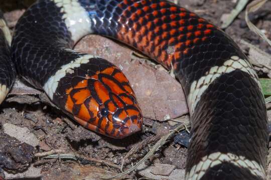 Image of Aquatic Coral Snake