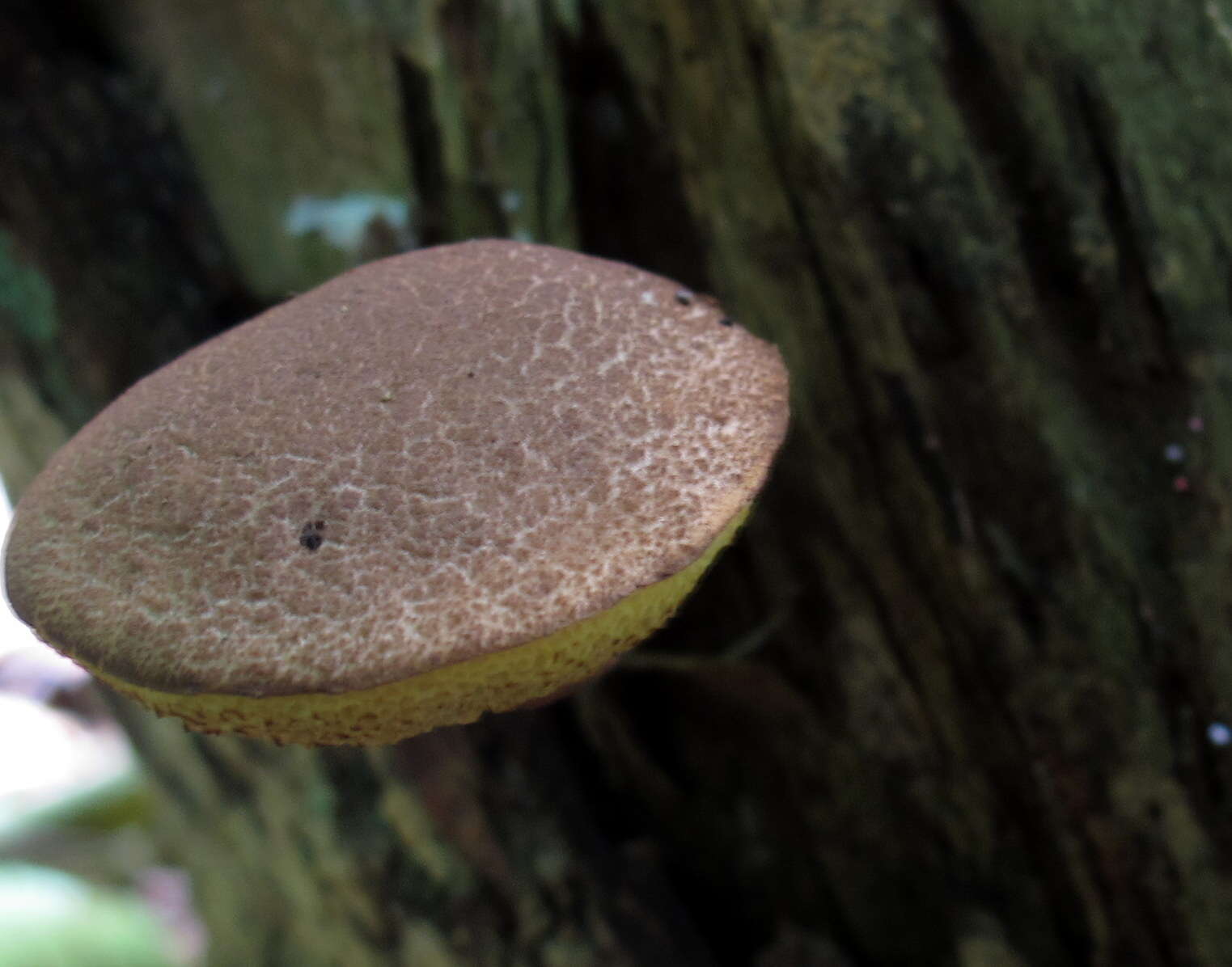 Image of Boletellus pseudochrysenteroides A. H. Sm. & Thiers 1971