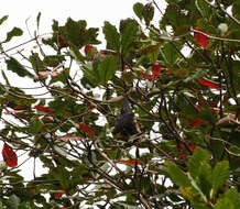 Image of Seychelles Flying Fox