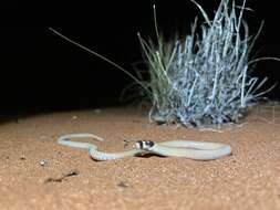 Image of Western hooded scaly-foot