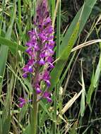 Anacamptis laxiflora (Lam.) R. M. Bateman, Pridgeon & M. W. Chase的圖片