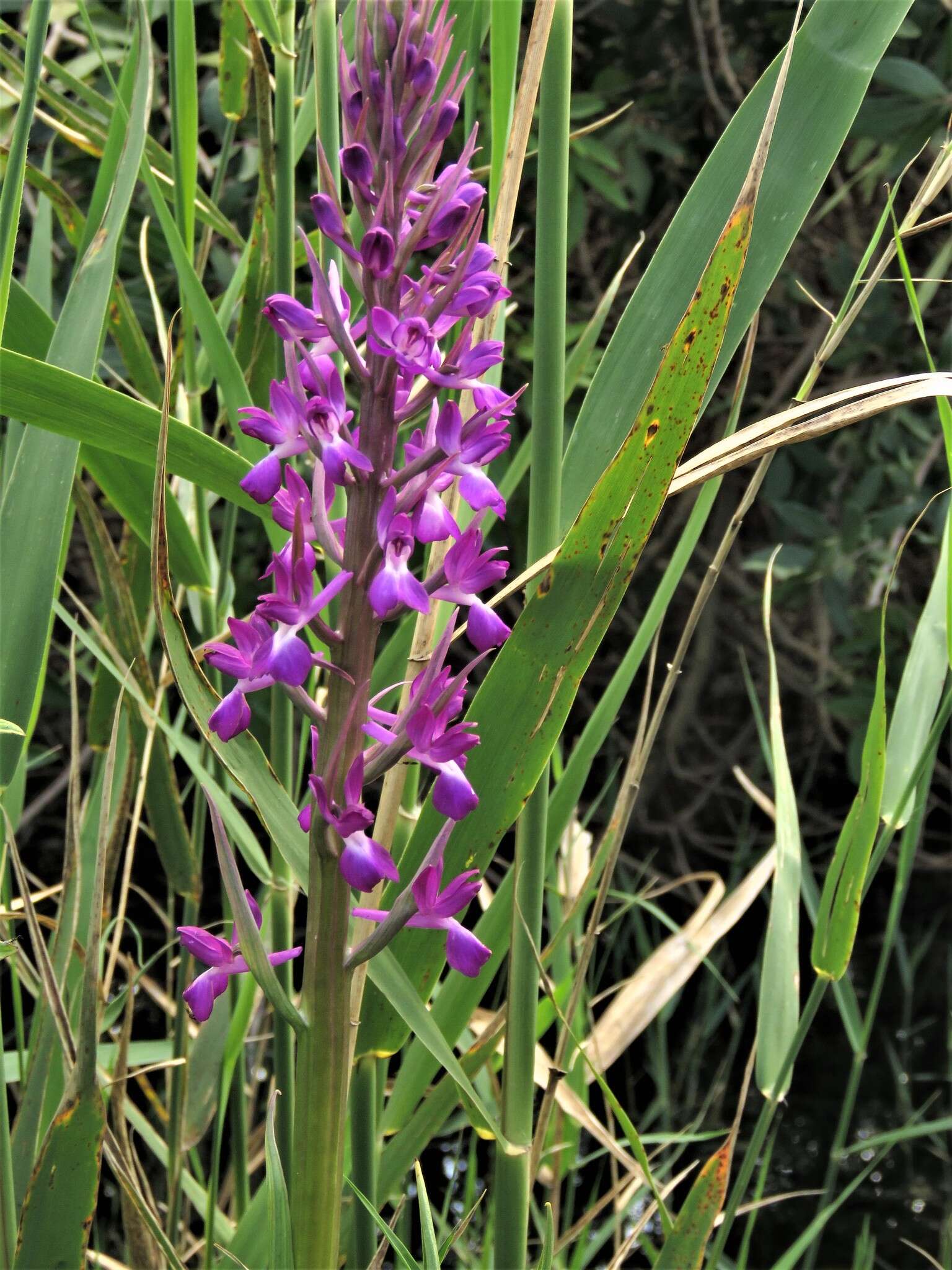 Anacamptis laxiflora (Lam.) R. M. Bateman, Pridgeon & M. W. Chase的圖片