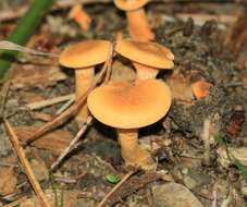 صورة Hygrophoropsis