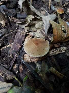 Image of Psathyrella amarescens Arnolds 2003