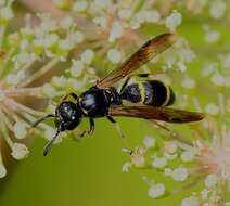 Image of Symmorphus bifasciatus (Linnaeus 1761)