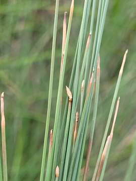 Image of Eleocharis pallens S. T. Blake