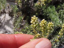 Image of Trichogyne repens (L.) A. A. Anderberg