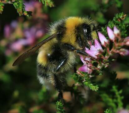 Image of White-tailed bumblebee